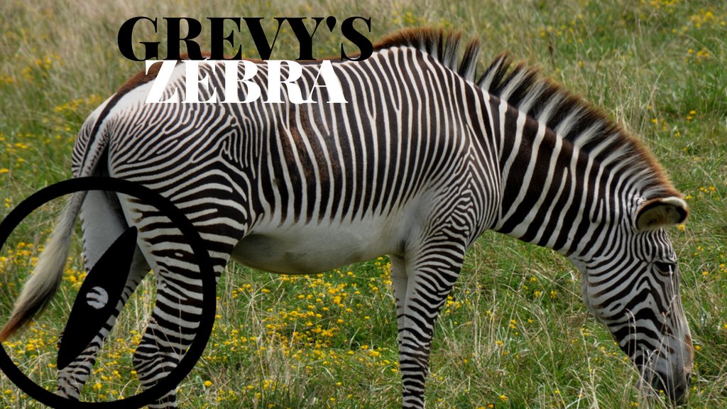 How much do you know about zebras? Visit the zoo to learn about them. bit.ly/2sQxbuZ #XPLORzine #zoos #desert #desertlovers #adventure #nature #naturelovers #palmsprings #familyfun #livingdesert #palmspringszoos #safari #wildlife #wildlifesafari #giraffefeeding