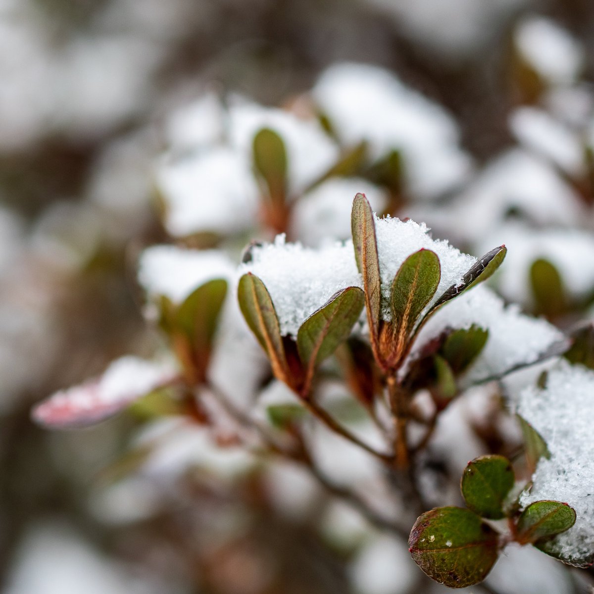lefowlerstudio's tweet photo. A few from today’s flurries. #macro #snowflake #macrophotography #nikon #nikonphotography https://t.co/zRrE5lRllA