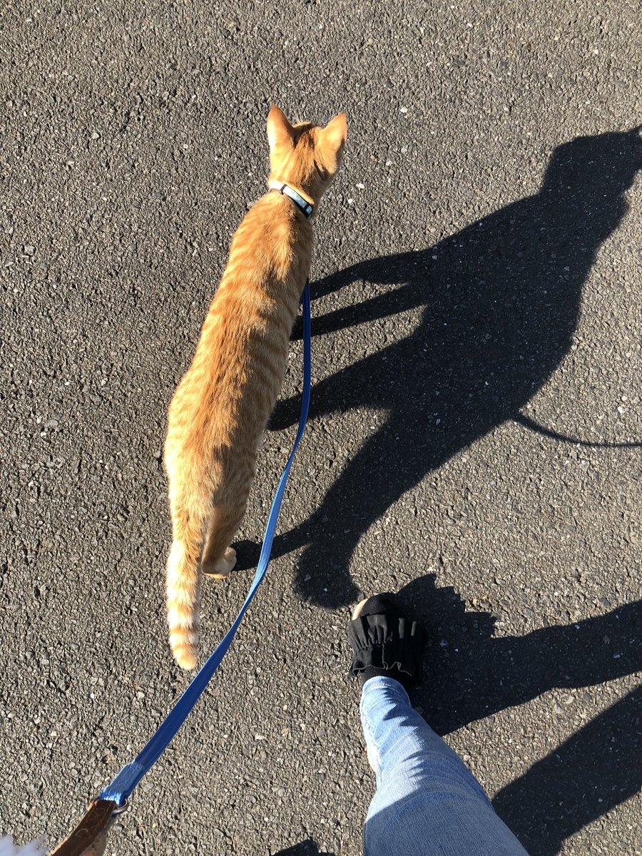いいお天気☀️
ここちゃんはニャンコだけど
お家の前を少しお散歩するのが日課🐱❣️