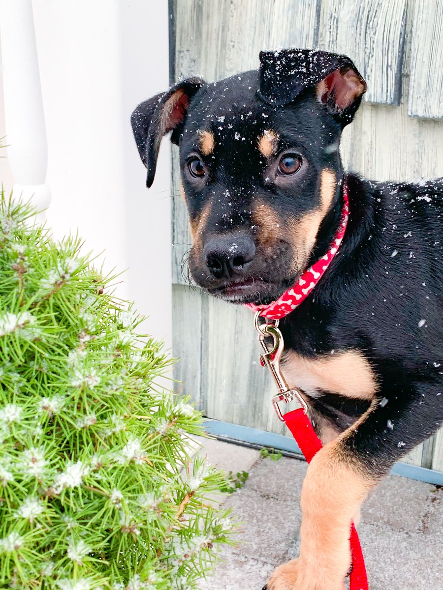TheSamMcCormack's tweet photo. I know I posted about this on Instagram, but I really have the cutest puppy ever 😭 https://t.co/tCUDmJwflY
