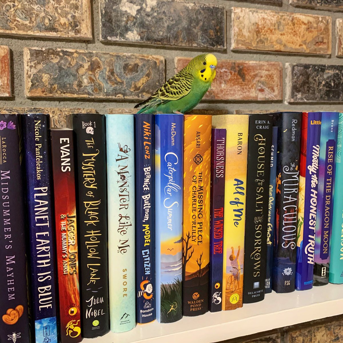 Flying around my office for exercise, Kiwi decided to land on my #Novel19s shelf. What can I say? The bird has good taste! 🦜📚
#bookbird #authorpets