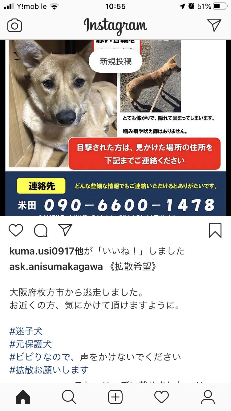 りょうぞう Pa Twitter 迷子犬 中型犬 茶色 元保護犬 ビビリ犬 大阪府 枚方市 拡散希望 見つけた方は下記までご連絡下さい りょうぞう Pa Twitter 迷子犬 中型犬 茶色 元保護犬 ビビリ犬 大阪府 枚方市 拡散希望 見つけた方は下記までご連絡下さい