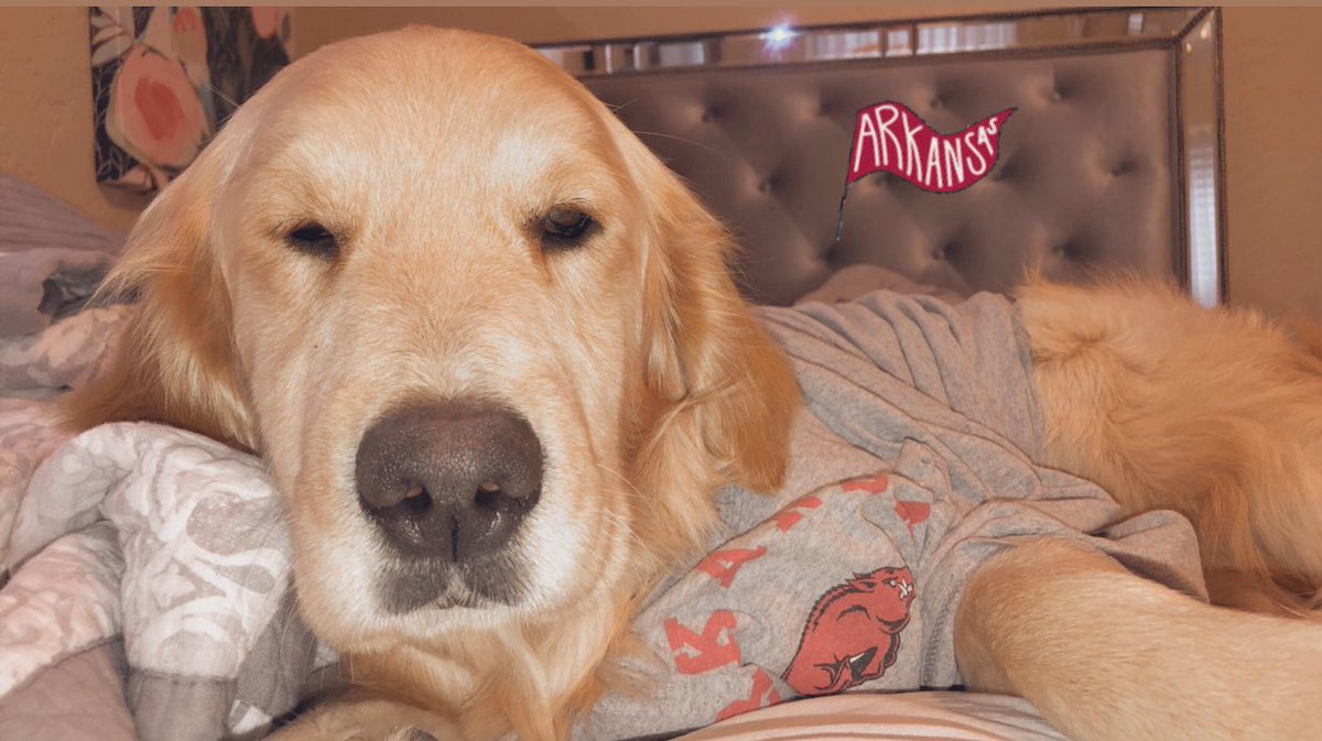 shayla_boyd_'s tweet photo. The cutest Razorback fan 🐗❤️ #hogcountry #razorback #Arkansas #goldenretriever https://t.co/7c3IM8igno