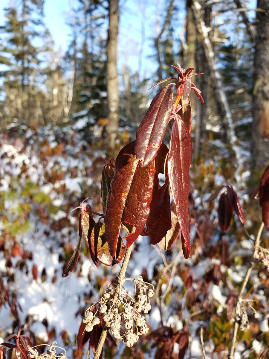 dragonflyhiker's tweet image. Out for #hike3 in the #52hikechallenge2020. A crisp -10 C I walked into Hobson Lake in the Blue Mountain Birch Cove Lake Wilderness. Gorgeous park and a great day to be out.  #ExploreNovaScotia #getoutsidens #ExploreHalifax #HikeNS #hiking #trails #52HikeChallenge  #FBMBCL