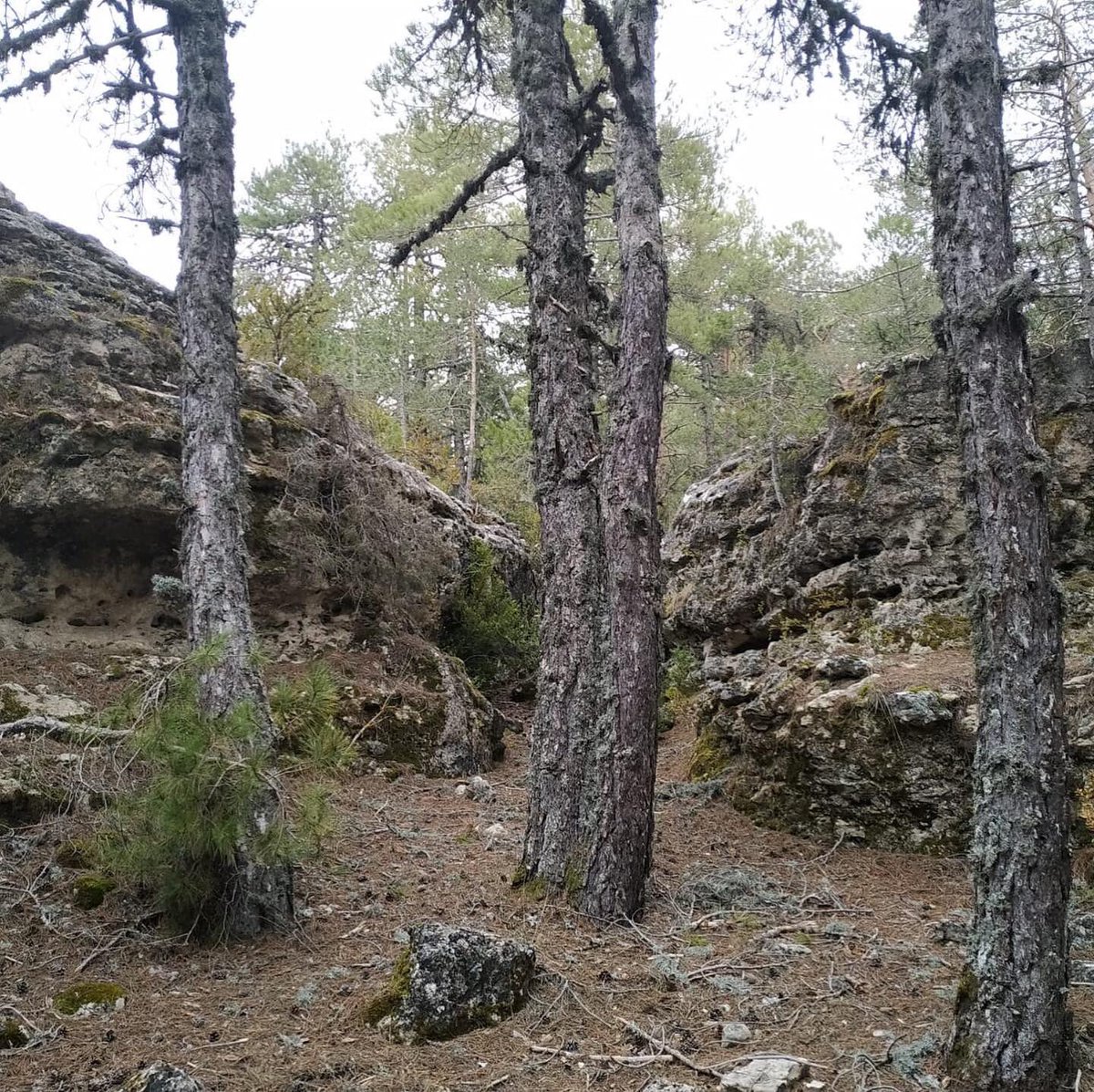 Visita a la Muela de Marojales 5️⃣🔸🇪🇸... (E2 Larga distancia) Diego y Jesus se han pasado a hacer una visita para ir preparando los trazados. Su comentario ha sido “ES PEC TA CU LAR” 💪💪😏😏 #5days2020 #trofeoquijotes2020 #LEO2020