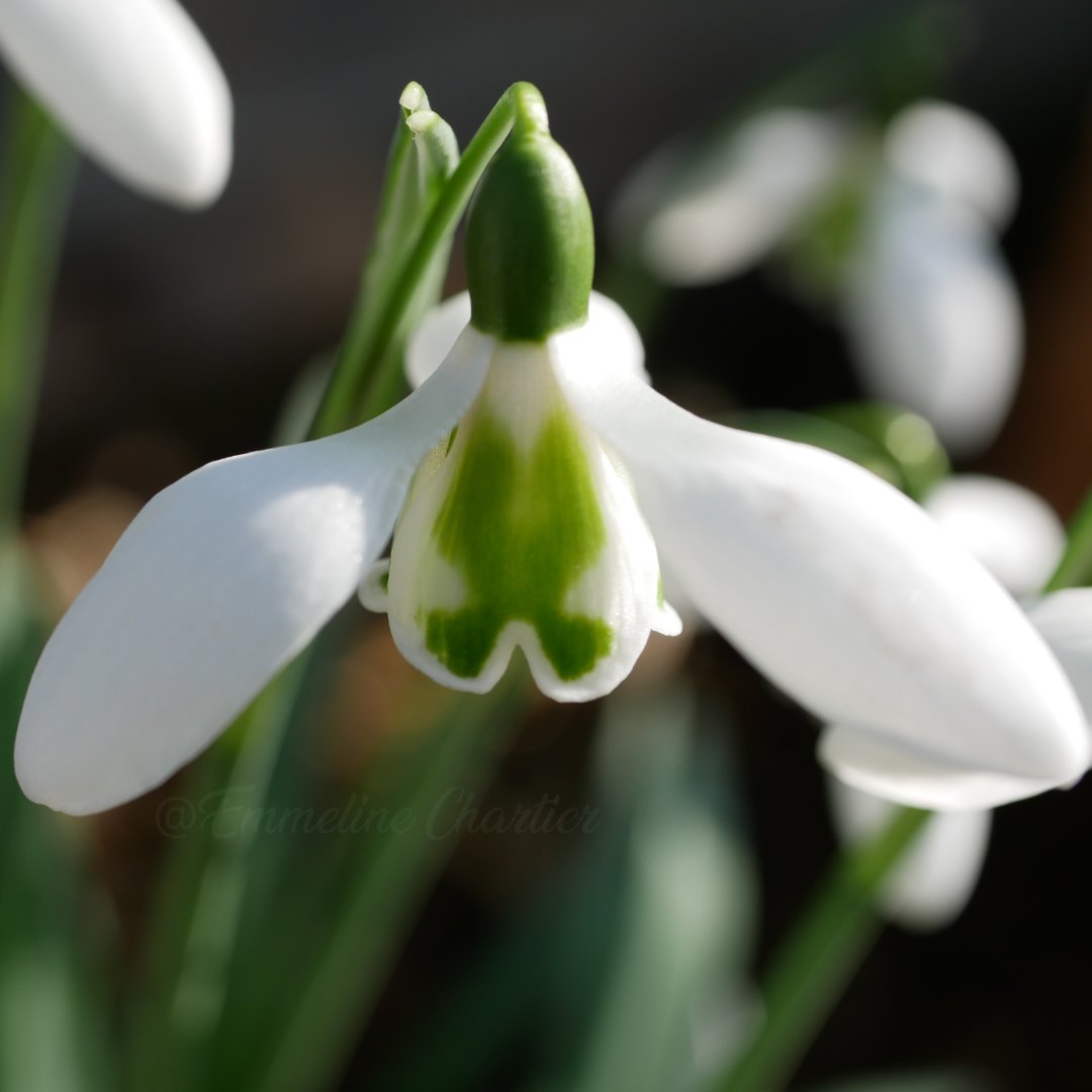 ChartierEmeline's tweet photo. Galanthus Lapwing
#amaryllidaceae #galanthus #snowdrops #perceneige #GalanthusLapwing #AswoodNurseries https://t.co/2xkiSvuh4r