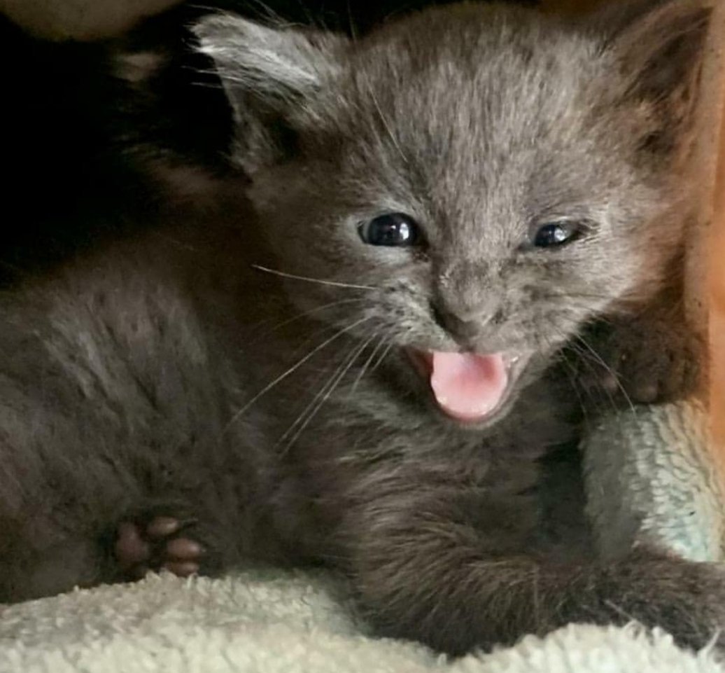 kittybungalow's tweet photo. #FromHisstoHome is our goal at #KittyBungalow. When enroll hissing, spitting students we don't see a problem, we see PAWtential! Carlotta once thought she had to put on this angry act, but she studied hard and is now a cuddle loving sweetheart & ready to graduate! #transformation https://t.co/r1chwpa33a