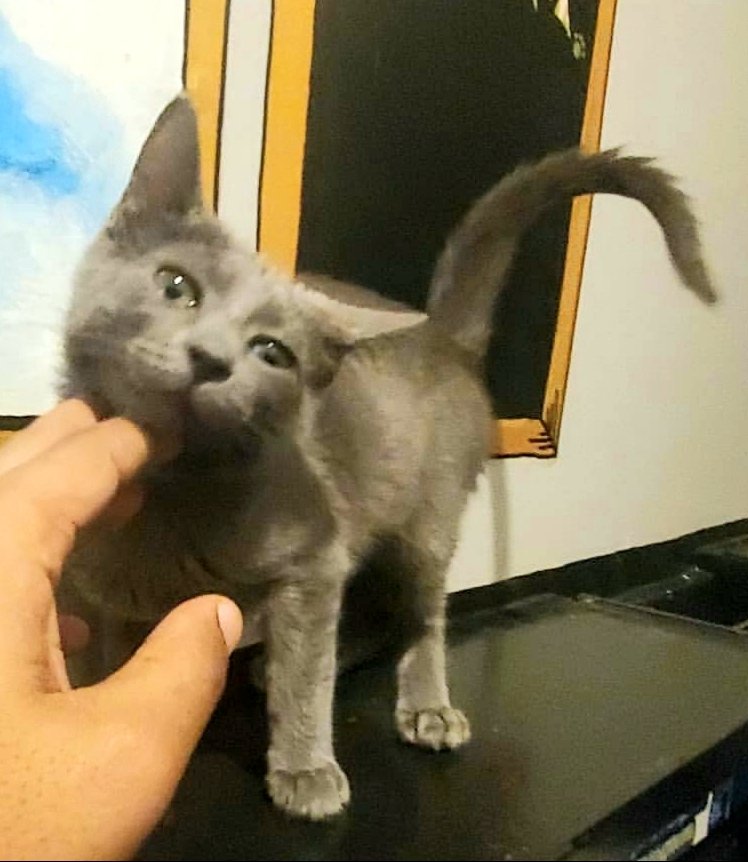 kittybungalow's tweet photo. #FromHisstoHome is our goal at #KittyBungalow. When enroll hissing, spitting students we don't see a problem, we see PAWtential! Carlotta once thought she had to put on this angry act, but she studied hard and is now a cuddle loving sweetheart & ready to graduate! #transformation https://t.co/r1chwpa33a