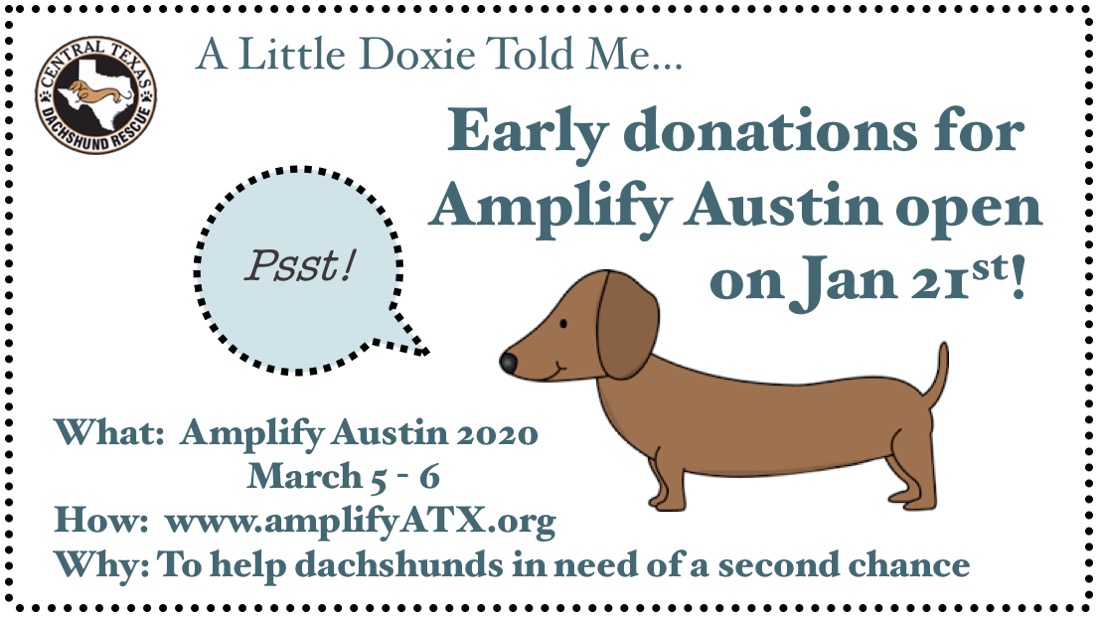 CTDR's tweet image. A little doxie told us that Early Giving for Amplify Austin starts on January 21st. Help us raise $10,000 to pay vet bills. Donations allow us to continue our mission of rescuing, rehabilitating, &amp;amp; rehoming dachshunds in need of a second chance. tiny.cc/amplifyctdr