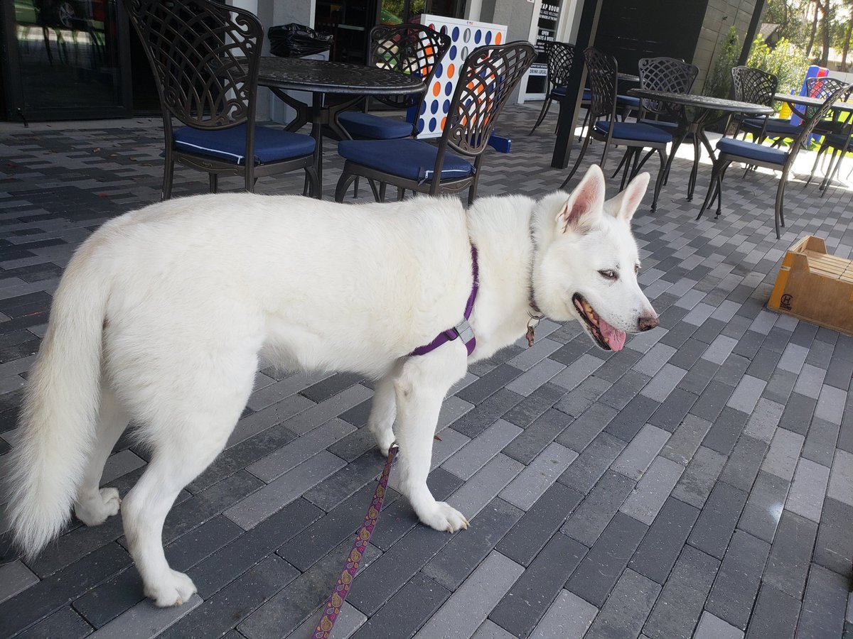 I'm in Florida's.  I'm eating lizard this time #rescuedog #dogsoftwitter #dogs