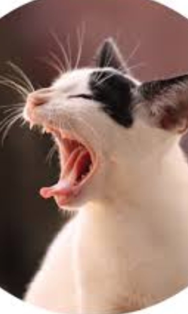CatsHiddleston's tweet photo. Angry Cat
Angry Loki
i love yu โค๏ธโค๏ธโค๏ธ #TomHiddleston #HiddlesCat #CatHiddles #HiddlesKitty #LokiCat #Lokitty https://t.co/PJo359Mnnt