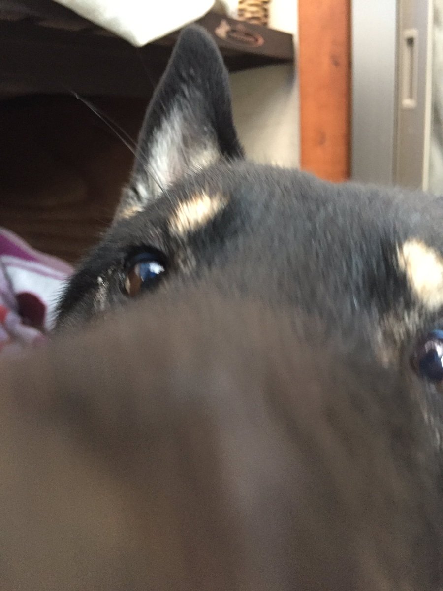 天弓号 イケメンすぎる四国犬 No Twitter スマホを持つ手を舐められた 四国犬 天弓号 イケメンすぎる四国犬 No Twitter スマホを持つ手を舐められた 四国犬
