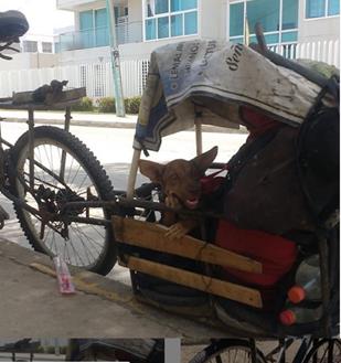 EIASCNotas's tweet photo. y los momentos, , también pueden recorrerse en bicicleta.
En Barranquilla rescató a quien como él hizo de la calle un hogar, la llamó Killa, nombre que construyó del vocablo indígena quechua (Perú y Bolivia) que significa Luna y de la terminación de Barranquilla. https://t.co/zojDbYtKRS