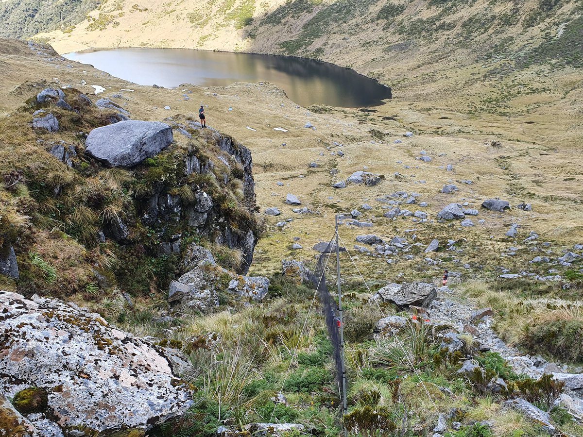 EXtreme mist netting! Five more rock wrens caught and tagged :) #ornithology #Fiordland #conservation