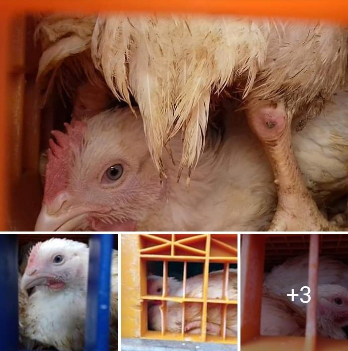 SWAnimalSave's tweet image. Support Herefordshire Animal Save 
Six and a half thousand precious babies on just one of the many lorries entering today on their way to death. Each one an individual with feelings. Avara poultry slaughterhouse. 
#chicken #KFC #meetyourmeat #yourfoodhadaface #govegan