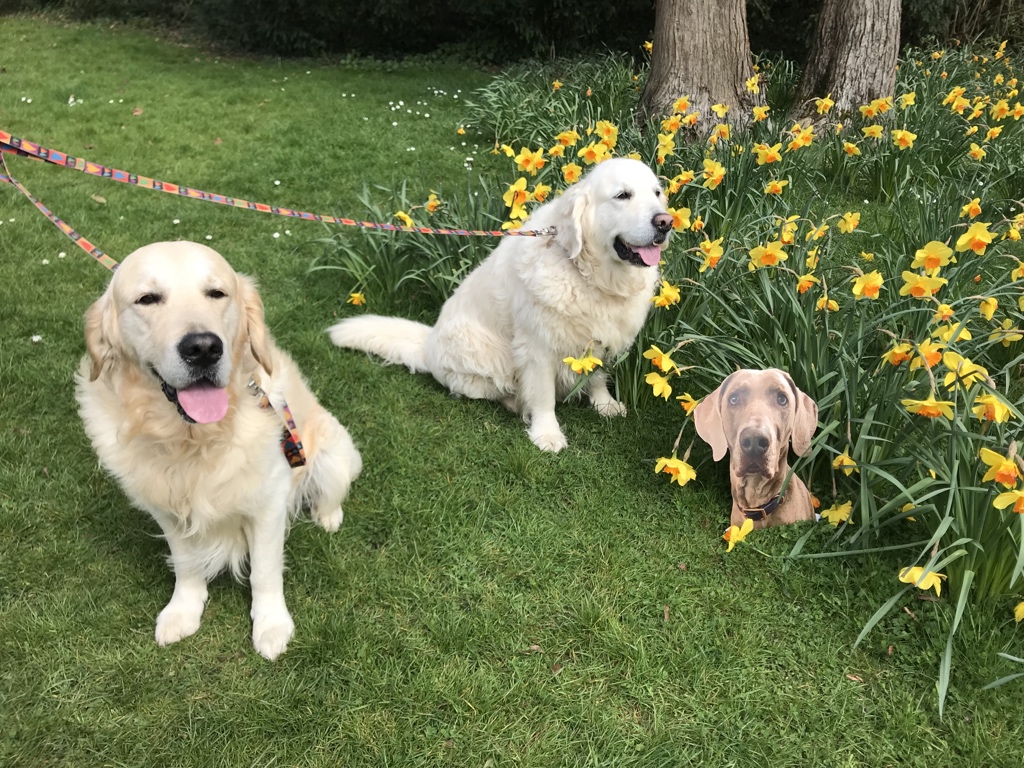 Whiskey_weim's tweet photo. @von_pup @HighlandIsla @DexyDuck @WiggleTheDog @sidneychoccy @Jemima114 @SusieQT16 @BennyBoygr @Dougal_the_Lab I met them! Well, sort of. #FlatWhiskey did, anyway. https://t.co/d4aCPNXcgT