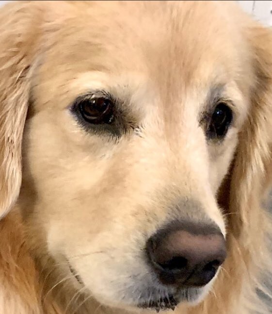 The Curious Mind of Venkman tweet media