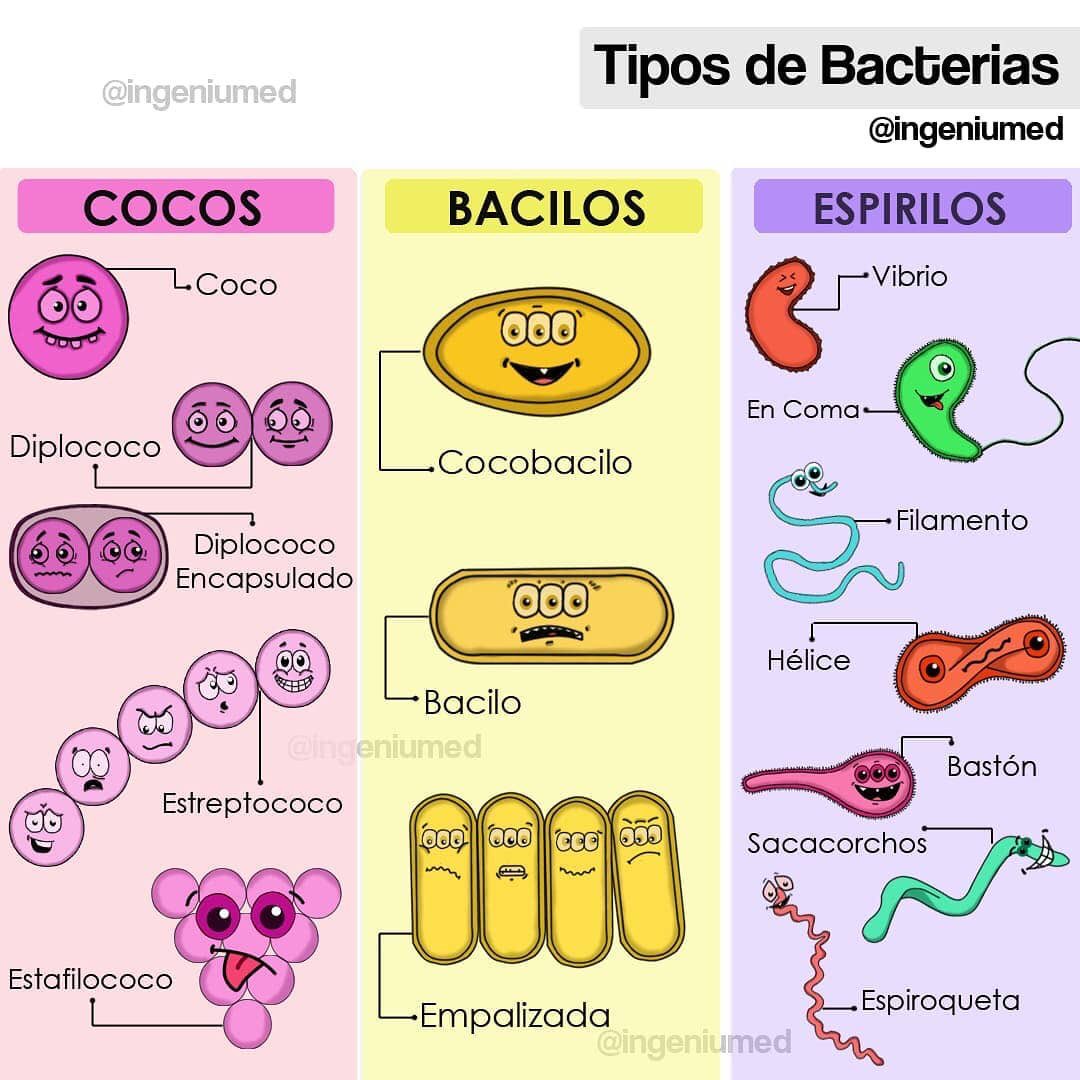 aire No de moda Continuar tipos de formas de las bacterias domesticar ...