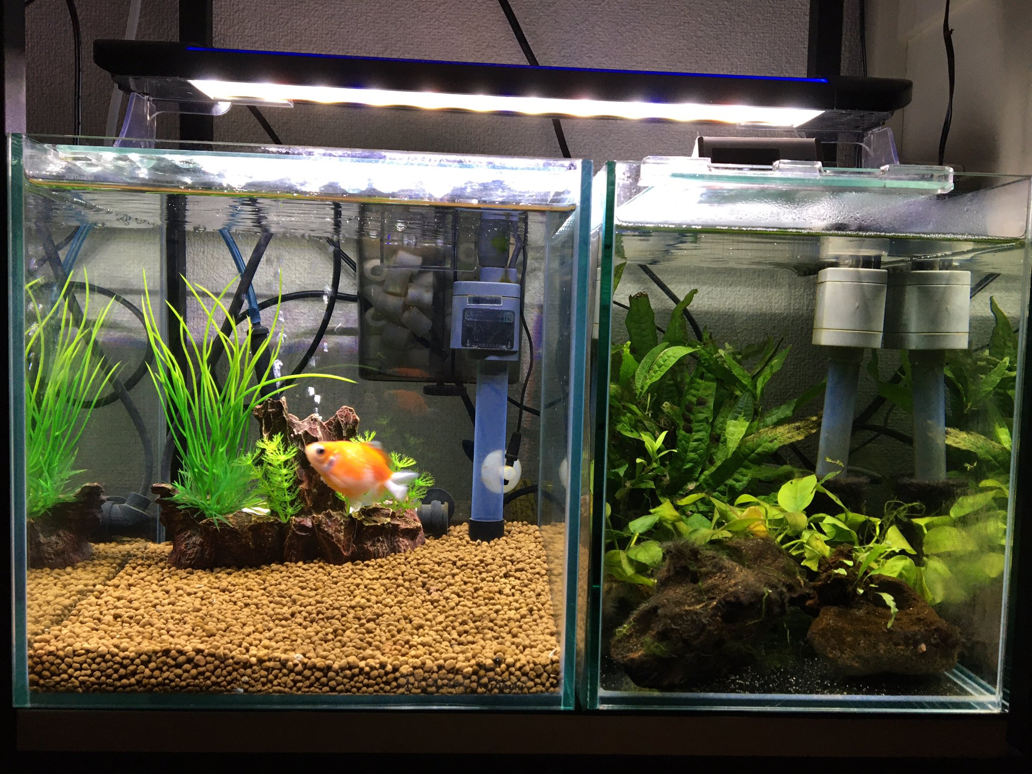 がく Ninja650 レブル1100 金魚水槽と水草ストック水槽 アクアリウム ピンポンパール 小型水槽 T Co Ofmfzxxmzk Twitter