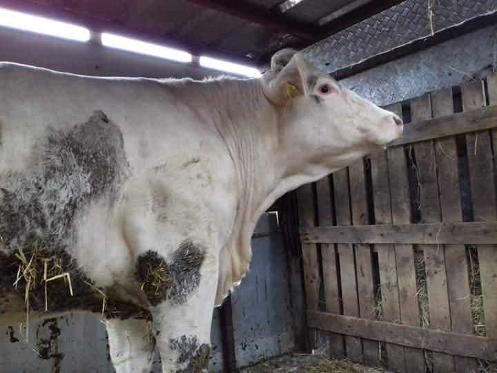 SWAnimalSave's tweet image. Gentle bulls entering St Merryns slaughterhouse.
#meetyourmeat #yourfoodhadaface #southwalesanimalsave #GoVegan #burger #beef