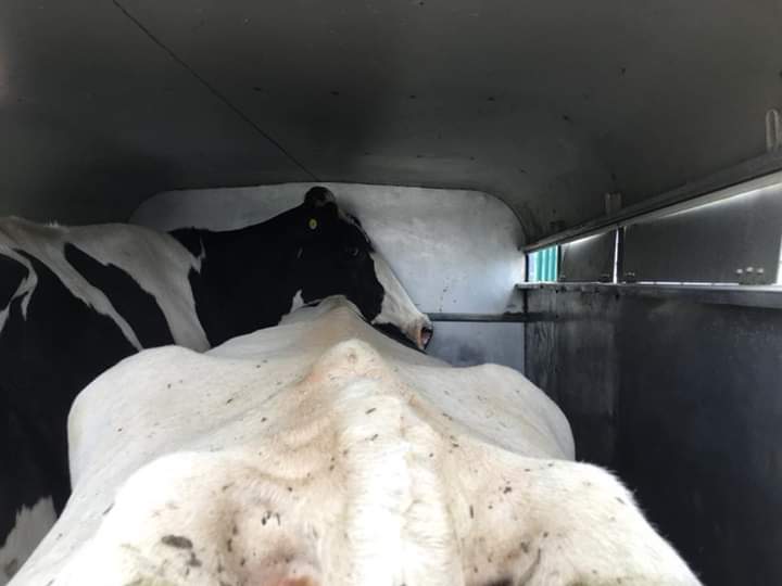 SWAnimalSave's tweet image. After at least 5 years of enslavement, continual pregnancies, rape and exploitation this is where dairy cows end up. At the slaughterhouse. What a brutal end for such gentle mothers.
#MilkMeansMisery #MilkTruth #DairyIsRape #AnimalAbuse #dairy #GoVegan #southwalesanimalsave