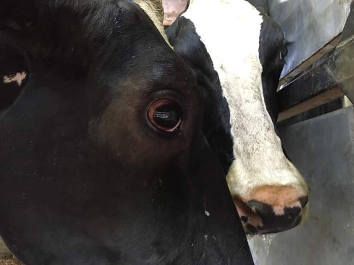 SWAnimalSave's tweet image. After at least 5 years of enslavement, continual pregnancies, rape and exploitation this is where dairy cows end up. At the slaughterhouse. What a brutal end for such gentle mothers.
#MilkMeansMisery #MilkTruth #DairyIsRape #AnimalAbuse #dairy #GoVegan #southwalesanimalsave