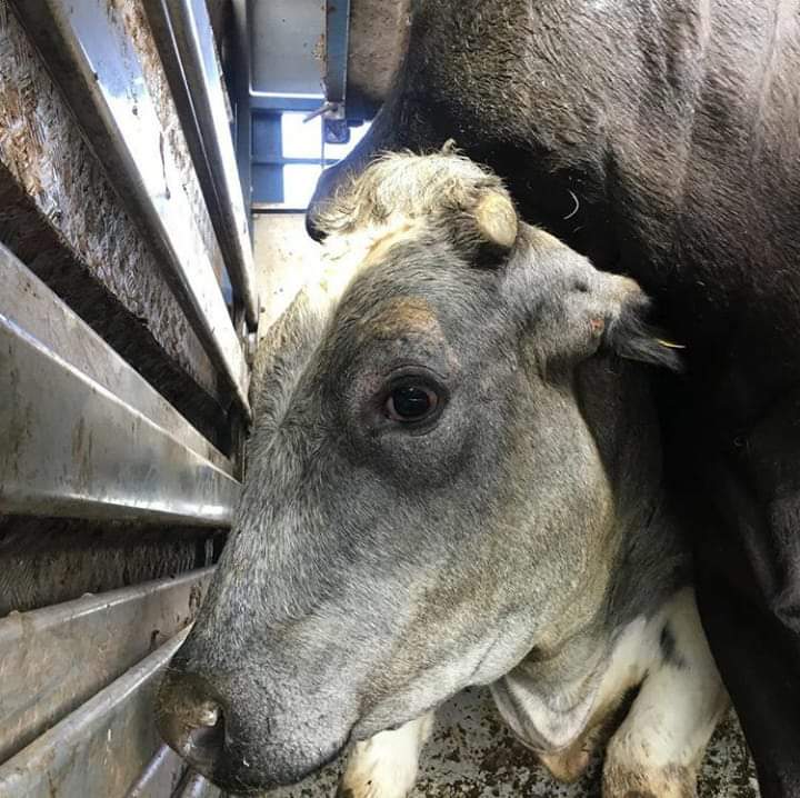 SWAnimalSave's tweet image. Gentle bulls entering St Merryns slaughterhouse.
#meetyourmeat #yourfoodhadaface #southwalesanimalsave #GoVegan #burger #beef