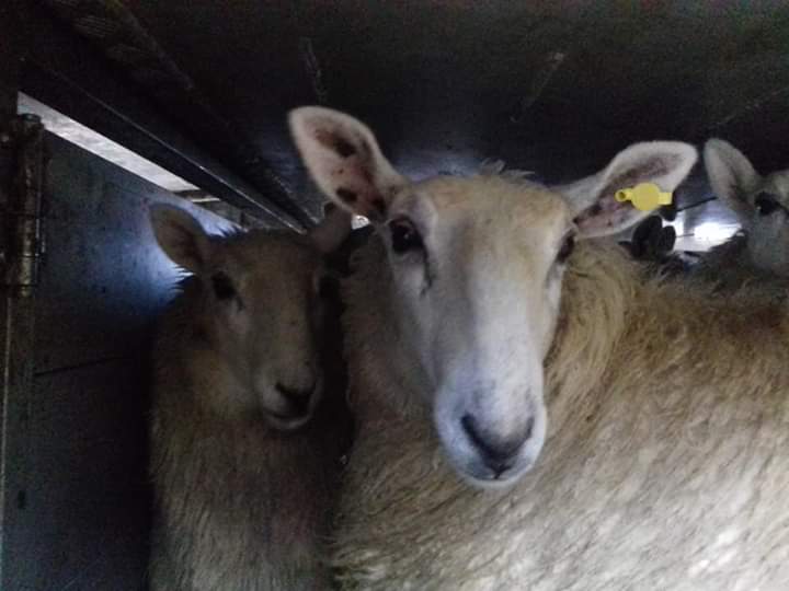 SWAnimalSave's tweet image. Vigil at St Merryns slaughterhouse  Merthyr. 
#bearingwitness #meatmeansmurder #meatismurder #GoVegan