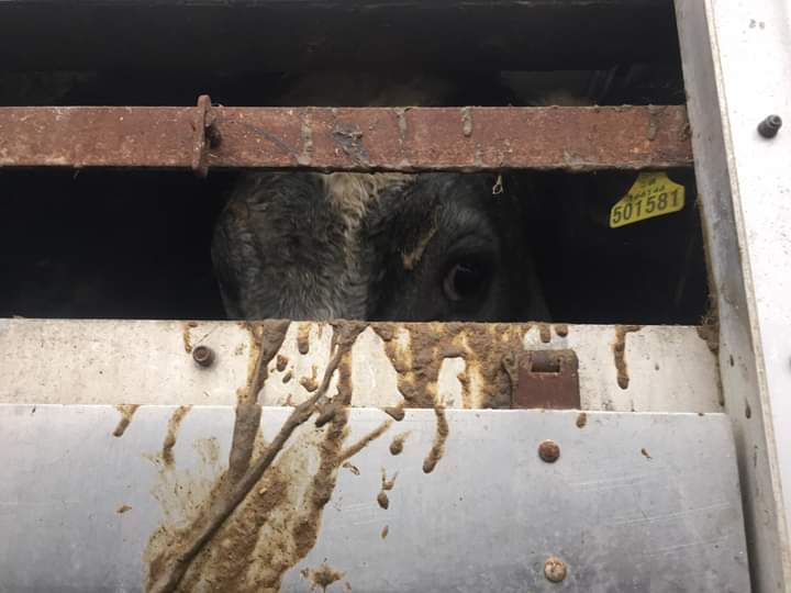 SWAnimalSave's tweet image. Vigil at St Merryns slaughterhouse  Merthyr. 
#bearingwitness #meatmeansmurder #meatismurder #GoVegan