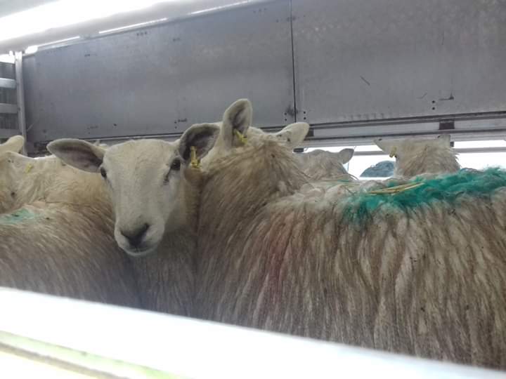SWAnimalSave's tweet image. Vigil at St Merryns slaughterhouse  Merthyr. 
#bearingwitness #meatmeansmurder #meatismurder #GoVegan