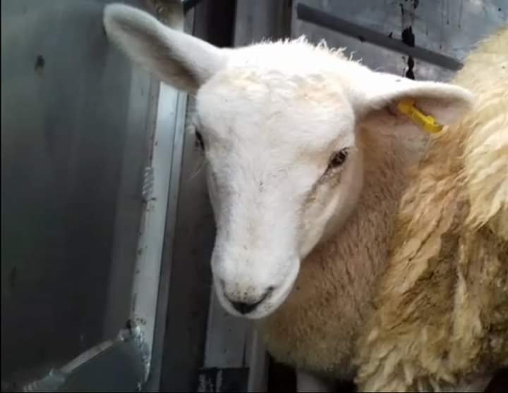 SWAnimalSave's tweet image. St Merryns slaughterhouse Merthyr. #bearingwitness #southwalesanimalsave #GoVegan