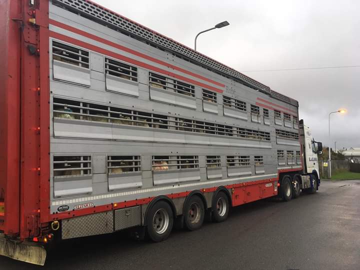 SWAnimalSave's tweet image. St Merryns slaughterhouse Merthyr. #bearingwitness #southwalesanimalsave #GoVegan