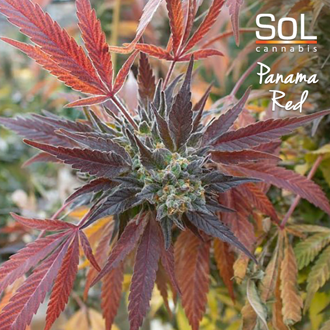 solisbetter's tweet photo. Panama Red is an old-school sativa strain known for its euphoric properties. This stunning strain will welcome you with refreshing notes of pine and citrus. ☀️🌱💚 🌲🍋
#panamared #sungrown #organic #cannabis #sativa #renodispensary #northernnevada #washoevalley #solisbetter https://t.co/F6v4nvUVnH
