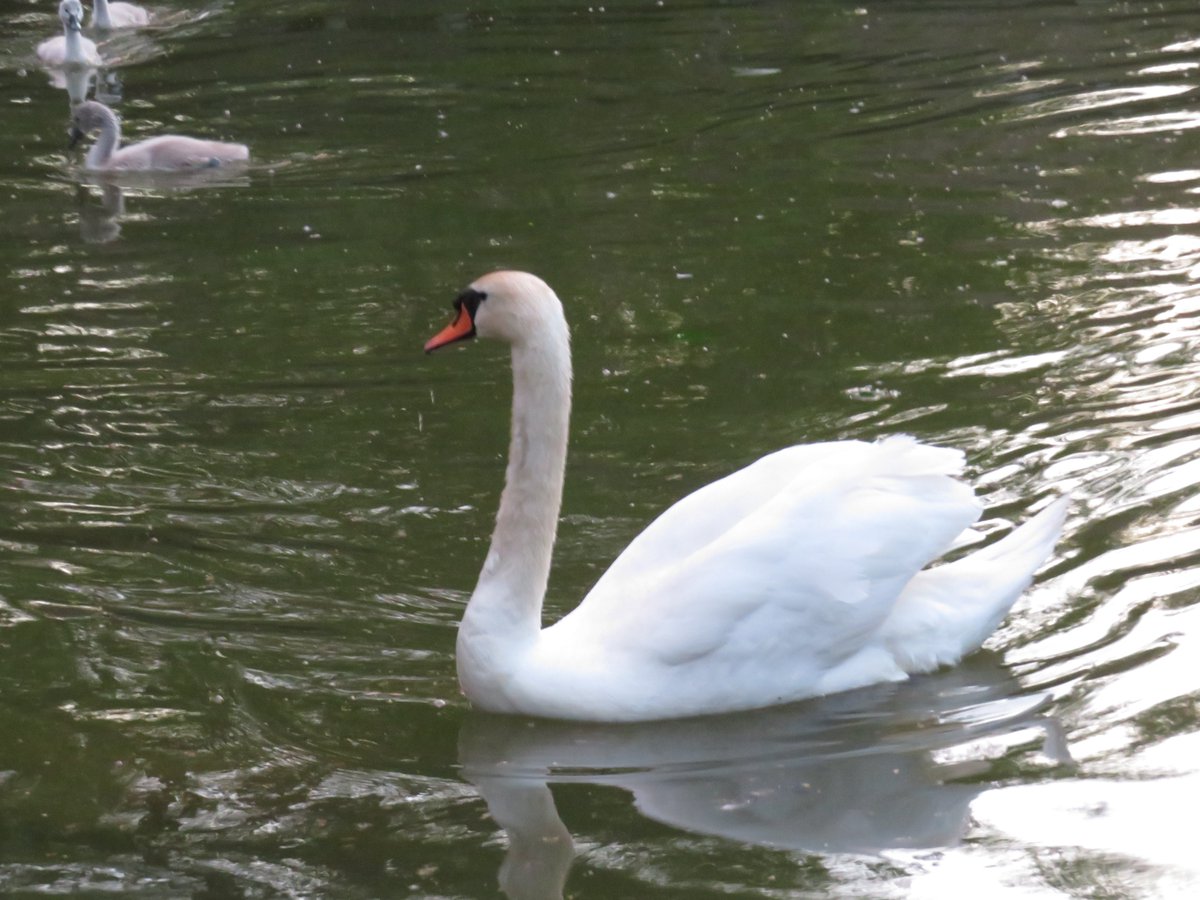 PLKlein_Author's tweet photo. "Few things are harder to put up with than an annoyance of a good example." ~ #MarkTwain #ThinkBIGSundayWithMarsha #ThinkingOutLoud #SaturdayThoughts #SaturdayMotivation #QuickQuotes #FewThings #Annoyance #GoodExample https://t.co/gcqZRF9rZO