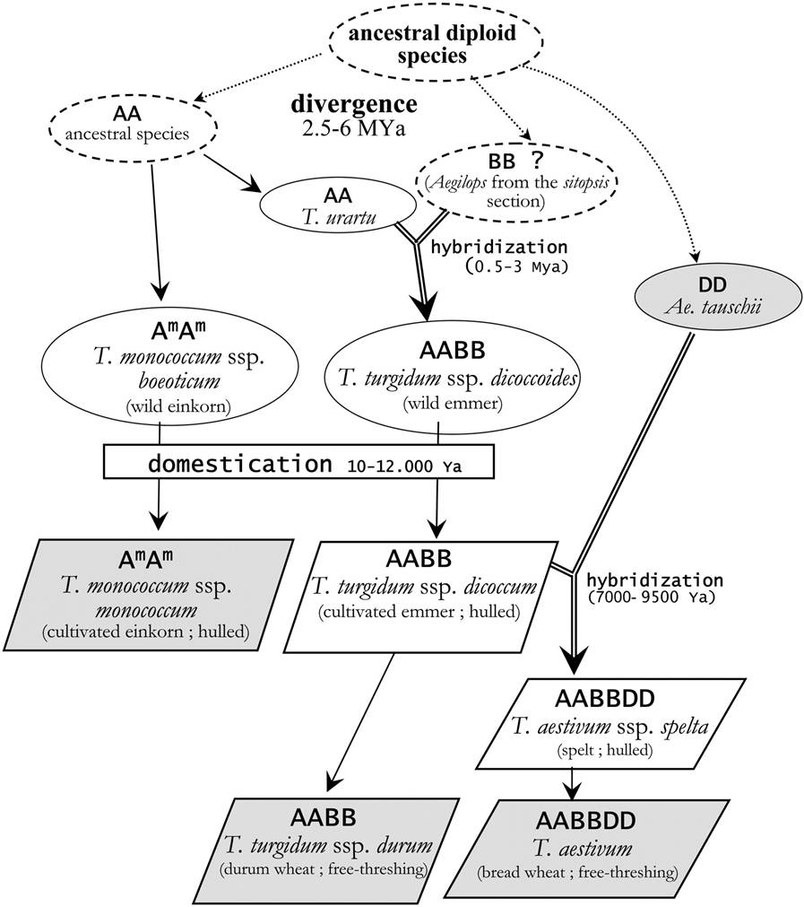 3ro. Finalmente, una serie de modificaciones genéticas adicionales ("imposibles") llevaron a la aparición del TRITUCUM AESTIVUM, es decir nuestro trigo moderno tierno con el cual hacemos PAN, PASTA, PIZZA etc.