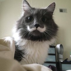 AudulWilmar's tweet photo. @gatitos_qctd Mr. Sandmat https://t.co/sXcVmoLcQ5