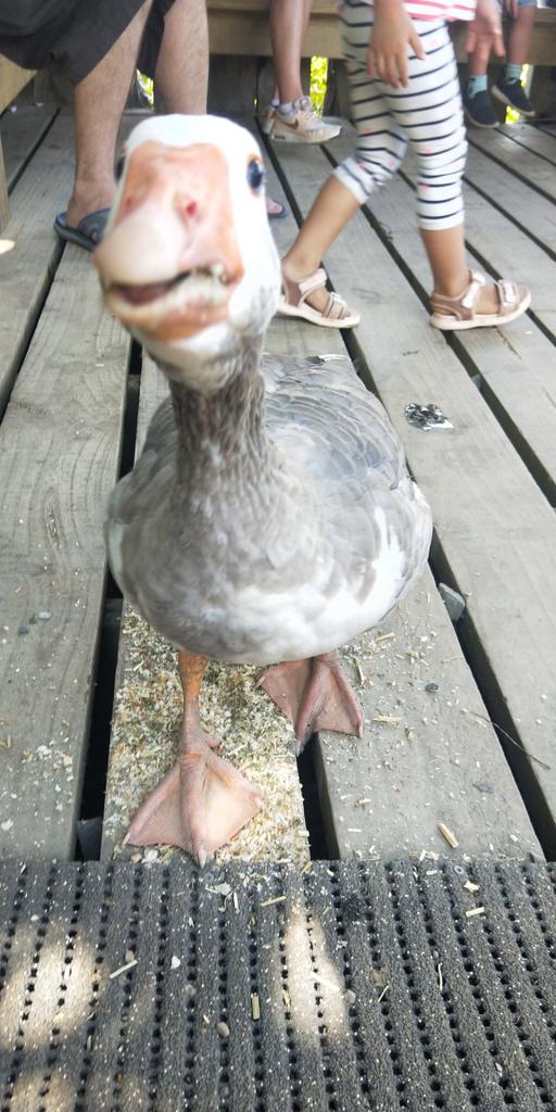 HayleyHeartbrk's tweet photo. Mess with the honk, get the bonk https://t.co/VSJkgLPaDM