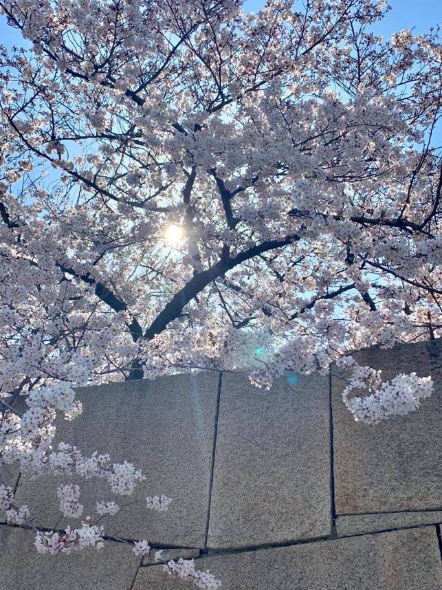 blitheheartAnne's tweet image. ❄️ Winter- Tianjin, China
🌷Spring - Osaka, Japan
🌳Summer- Bukit Timah, Singapore
🍂 Fall- Mt. Seoraksan, South Korea
#forevergrateful