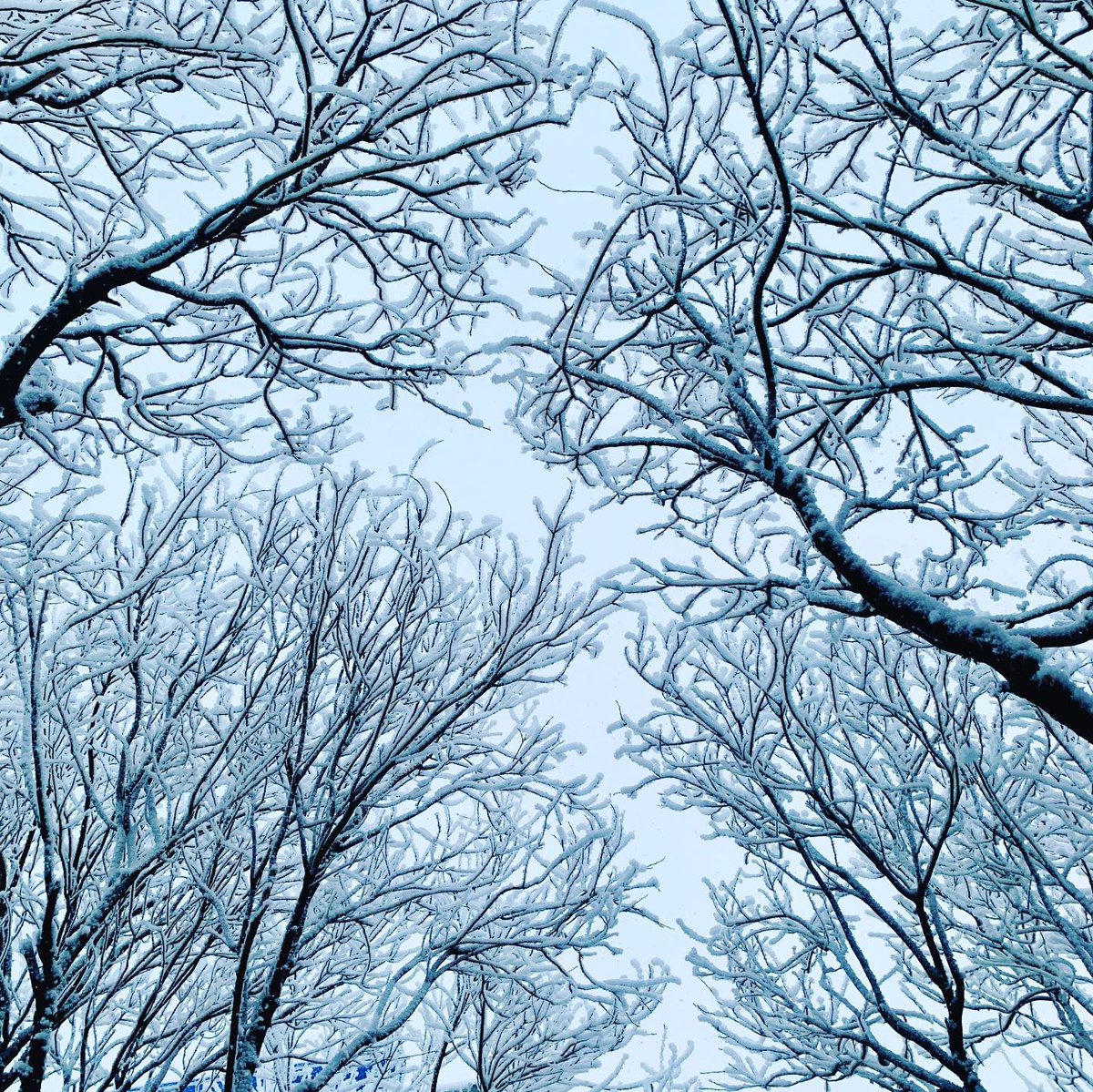 blitheheartAnne's tweet image. ❄️ Winter- Tianjin, China
🌷Spring - Osaka, Japan
🌳Summer- Bukit Timah, Singapore
🍂 Fall- Mt. Seoraksan, South Korea
#forevergrateful