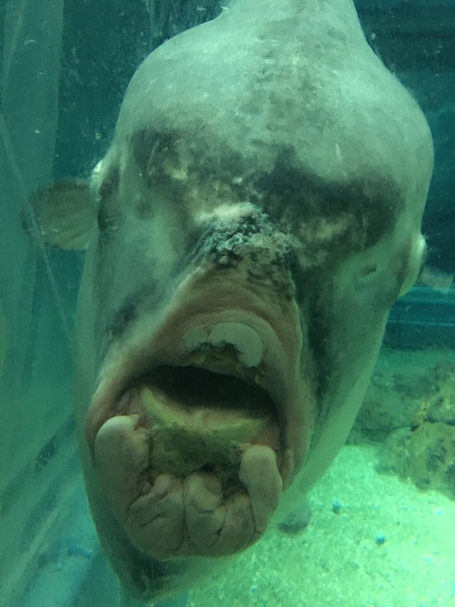 O Xrhsths オサカナト つばき Sto Twitter マンボウ正面 海遊館 O Xrhsths オサカナト つばき Sto Twitter マンボウ正面 海遊館