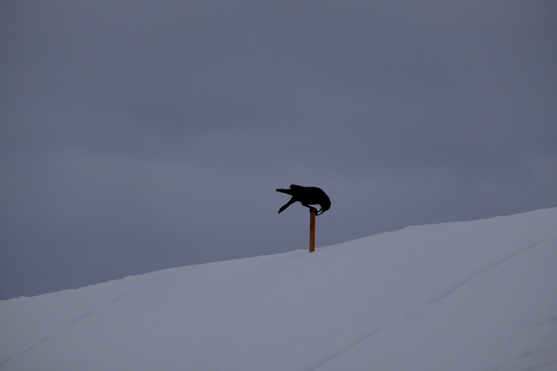 A silhouetted crow sitting on a pole tries to use its foot to hold a snack it was carrying.