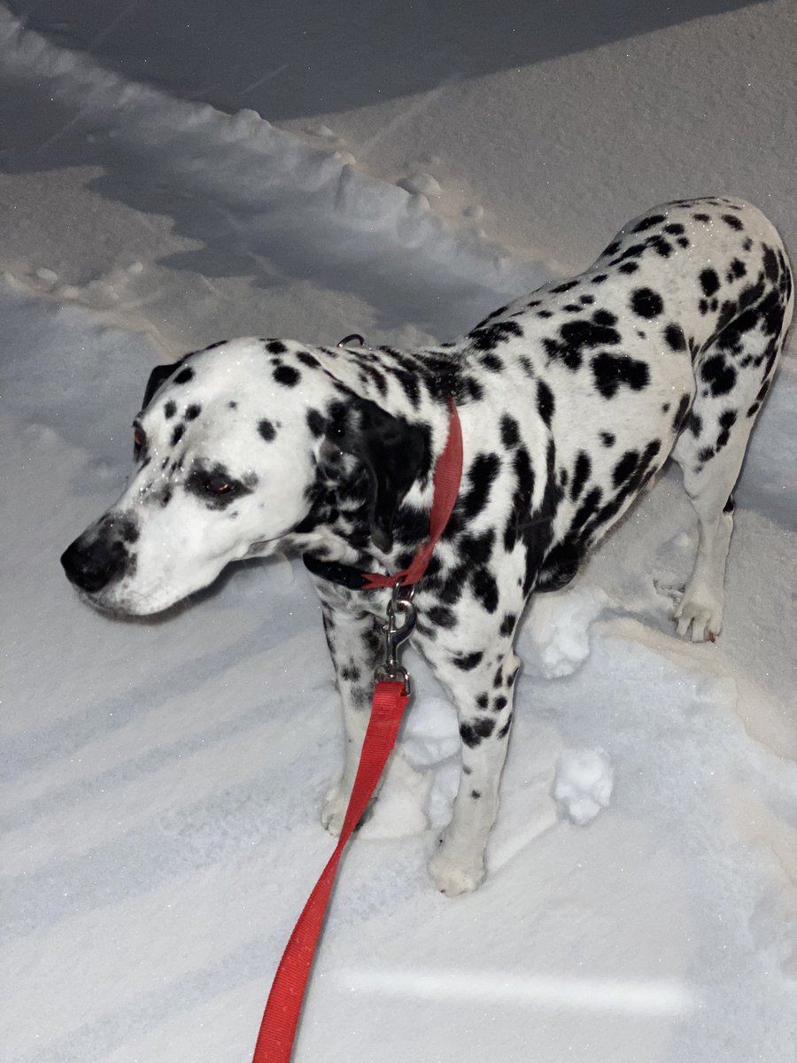 ay__brown's tweet image. Snoopy is wishing for summer ☀️ #bigdogsunday @AmyFreeze7