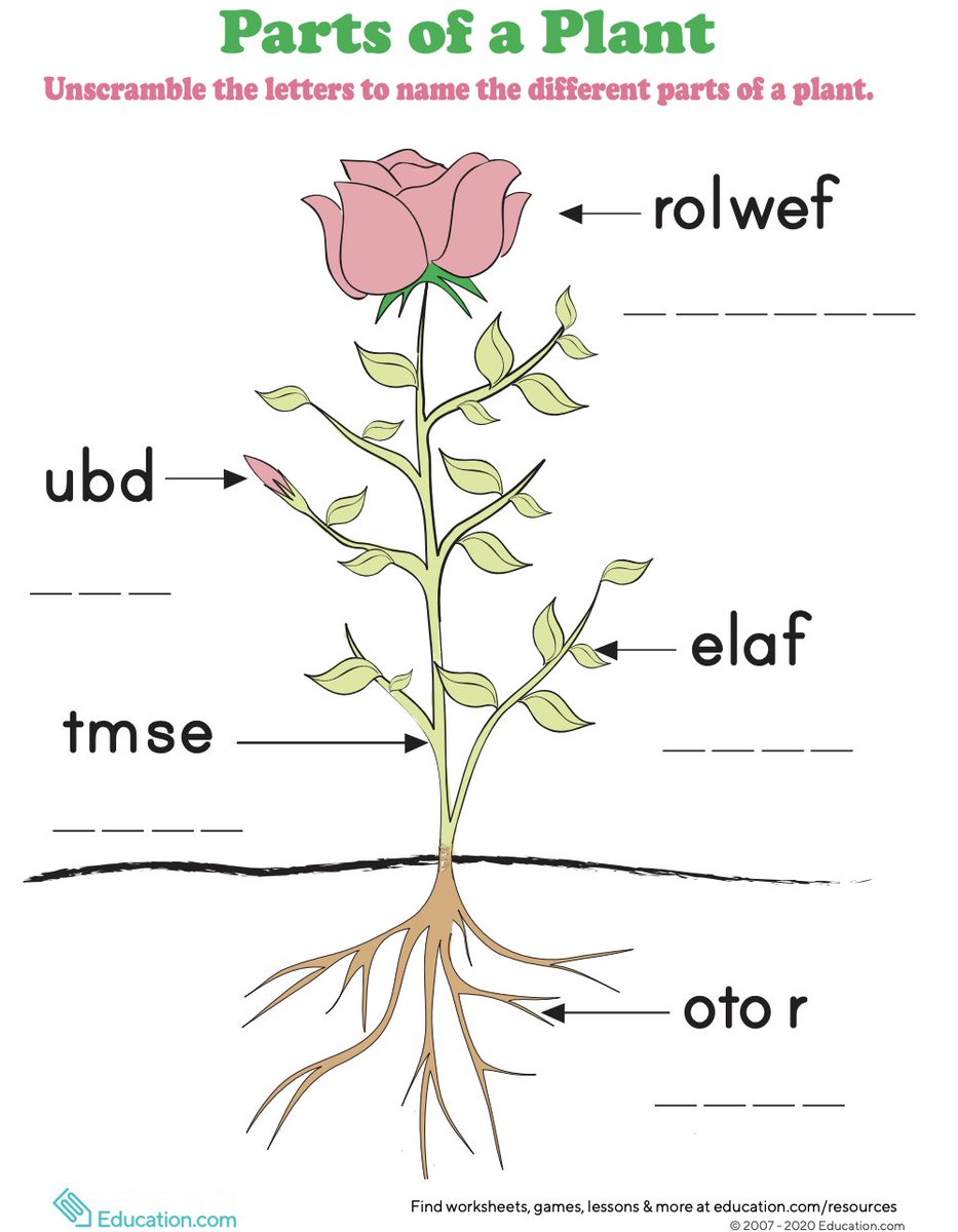 Steam and leaf diagram что это фото 50