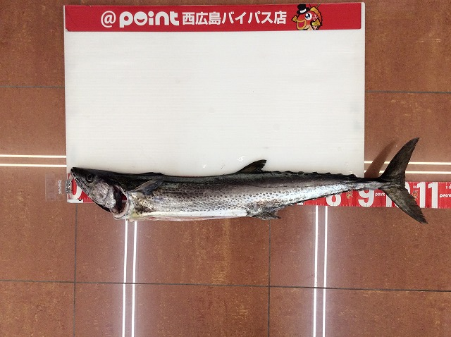 魚速報 広島 呉方面でサワラ 長い 釣り ショアジギング T Co Dswrzsp7ls T Co Atfeys0feg T Co Odctcu6uyq Twitter 魚速報 広島 呉方面でサワラ 長い 釣り ショアジギング T Co Dswrzsp7ls T Co Atfeys0feg T Co Odctcu6uyq Twitter