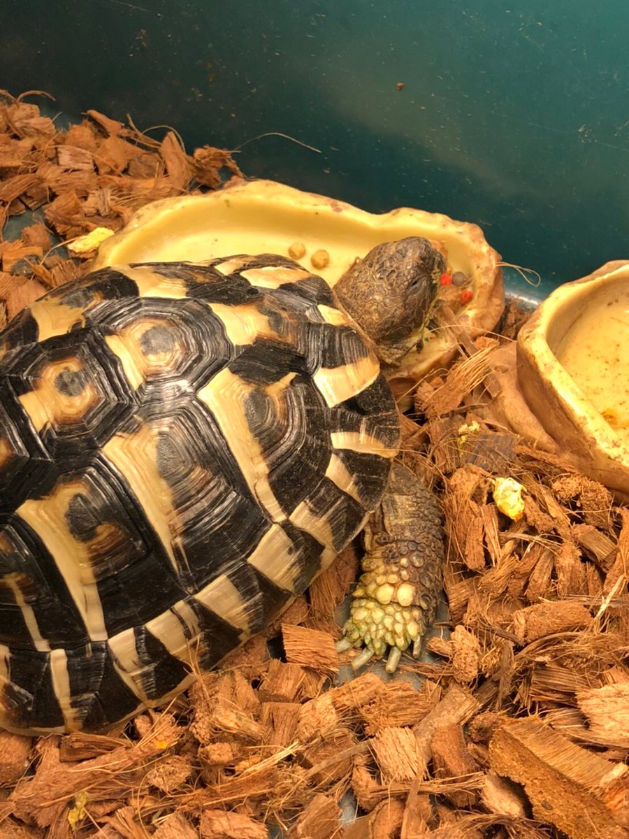 リクガメかわいい