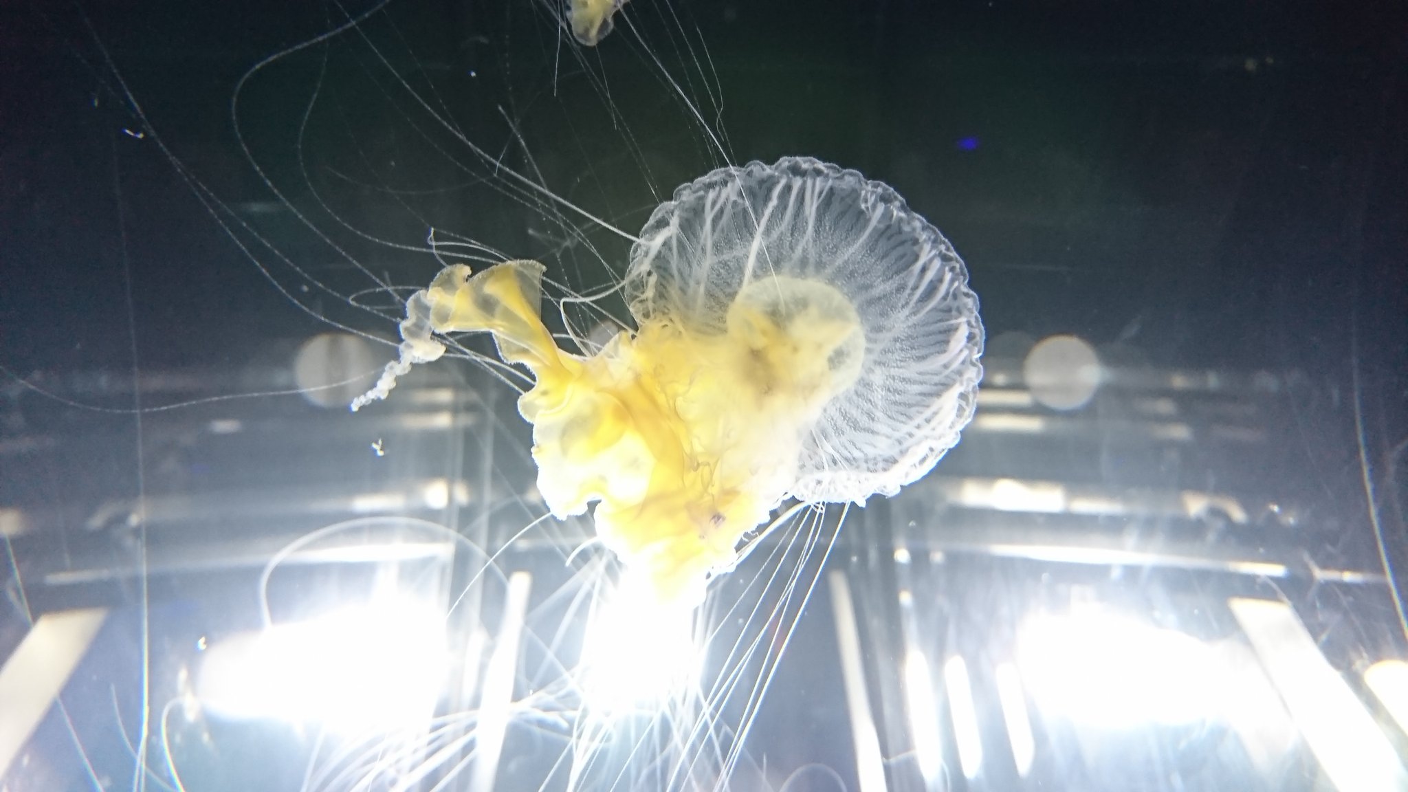 鈴木 名港水族館ファン 名古屋港水族館にてサムクラゲの展示が始まりました サムクラゲはその見た目から Fried Egg Jelly Fish 目玉焼きクラゲ とも呼ばれています 展示場所 南館 1階 くらげなごりうむ T Co Gqg41grtqt 名古屋港水族館 鈴木 名港水族館ファン 名古屋港水族館にてサムクラゲの展示が始まりました サムクラゲはその見た目から Fried Egg Jelly Fish 目玉焼きクラゲ とも呼ばれています 展示場所 南館 1階 くらげなごりうむ T Co Gqg41grtqt 名古屋港水族館