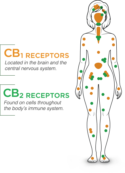 Feel Good Products has brought the healing power of hemp to #Quartzsite! We have premium and affordable Hemp CBD products for you and your pets!

You can find us at booth C27 at the #Sellarama or message us and we will deliver it to you!