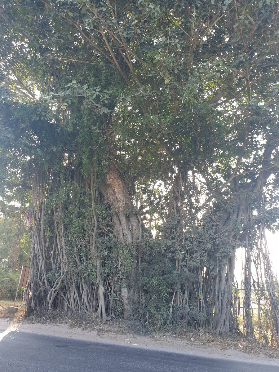 <a href="/aranya_kfd/">Karnataka Forest Department</a> Can you please declare the old trees on Sarjapura-Atibele and Dommasandra-Varthur Road as #Heritage Trees
There are hundred of such trees on these 2 stretches
#HeritageBeku
#SaveBengaluruTrees
#DeclareTreesAsHeritage
