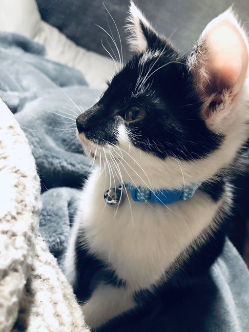 On my travels last weekend..... enjoying a nice stroll in the woods with my dog and cat...... could hear<a href="/tag/rescuecat"class="tags"><span>#rescuecat</span></a>