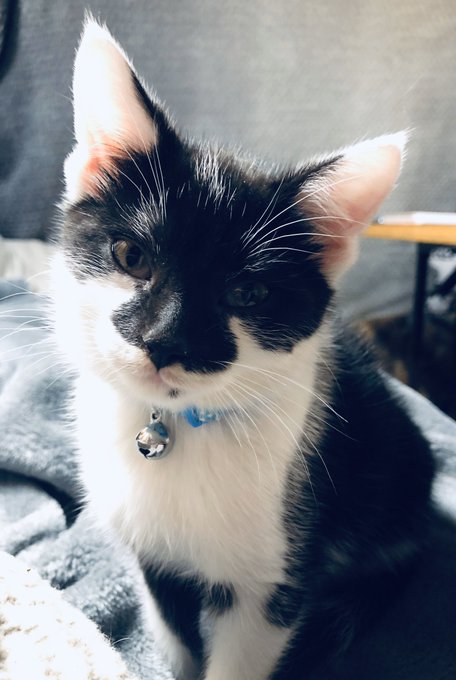 On my travels last weekend..... enjoying a nice stroll in the woods with my dog and cat...... could hear<a href="/tag/rescuecat"class="tags"><span>#rescuecat</span></a>